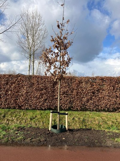 Boom geplaatst voor een schutting in openbare ruimte