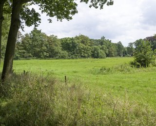 natuur, bomen, grasveld en lucht