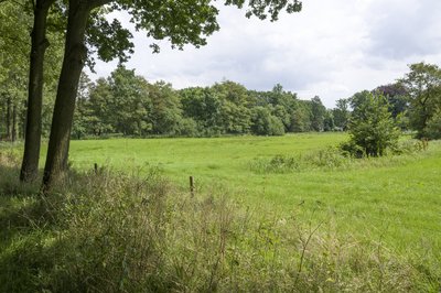 natuur, bomen, grasveld en lucht