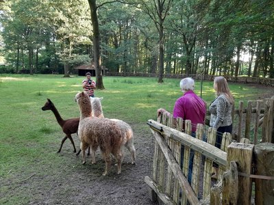 Wethouder Anne Cristien Spekle zet 3 alpaca's uit