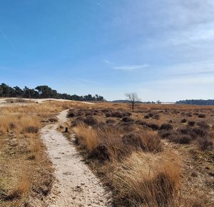 Duinen met een zandweg
