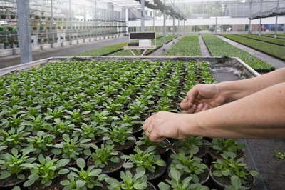 Groene plantjes kwekerij 