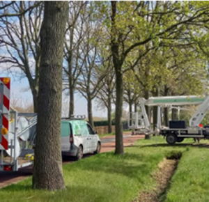 Wagens bij eikenprocessierups bomen