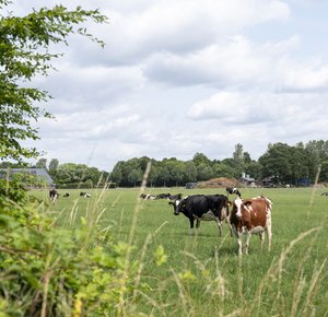 koeien in buitengebied Haaren