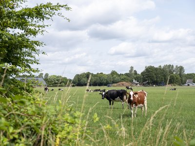 koeien in buitengebied Haaren
